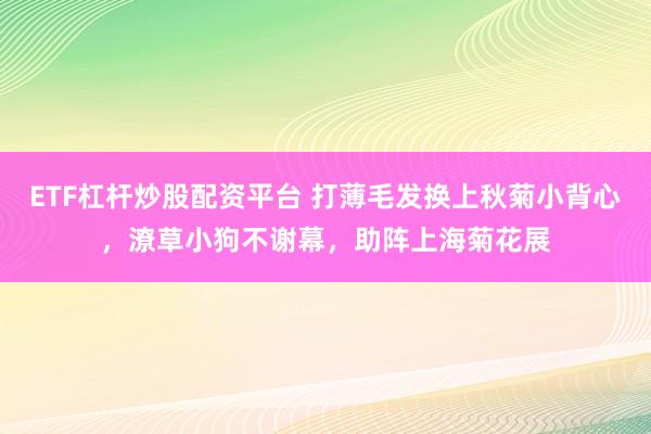 ETF杠杆炒股配资平台 打薄毛发换上秋菊小背心,潦草小狗不谢幕,助阵上海菊花展